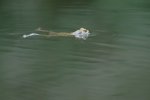 DSC_6155k.jpg