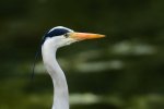 DSC_6312k.jpg