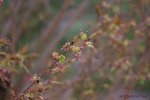 IMG_6017.jpg