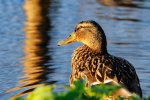 _DSC9714k.jpg