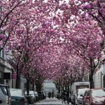 frÃ¼hling_in_bonn.jpg
