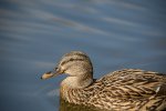 IMG_1558.jpg