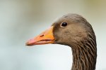 _DSC0010k.jpg