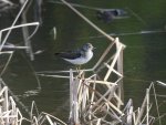 Einsamer WasserlÃ¤ufer.jpg