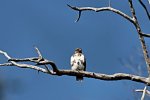 Madagaskar-Bussard.jpg