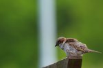 IMG_2443.jpg