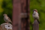 IMG_2462.jpg