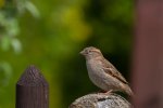 IMG_2464.jpg