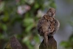 IMG_2476.jpg