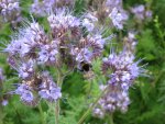 Blumen 2008 (21).jpg