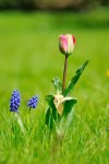 Tulpe_Blaue.jpg