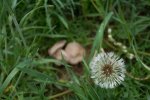 Pentaxian0672.jpg