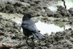 DSC_0405k.jpg