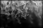 Black `n Withe Ice Kopie Kopie wkw.jpg