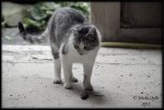 DSC_0069 Final wkw.jpg