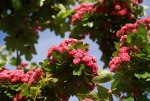 DSC05493_900.jpg
