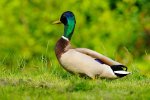 DSC_0565k.jpg