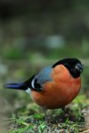 DSC_0734k.jpg