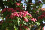 DSC05489_900.jpg