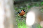 DSC_0734V.jpg