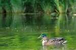 DSC_0791k.jpg