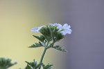 Blume.jpg