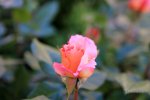 FlyPic (2).jpg