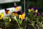 DSC05483_900.jpg