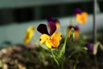 DSC05481_900.jpg