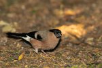 DSC_0980k.jpg