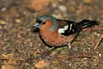 DSC_1012k.jpg