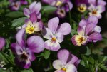 DSC05566_900.jpg