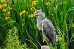 DSC_1237k.jpg