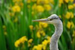 DSC_1255k.jpg