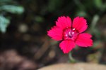 DSC_0381.jpg