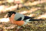 DSC_7043k.jpg