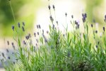 bokeh1.8k.jpg
