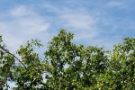 f4-1.7LW-D-Lightk.jpg