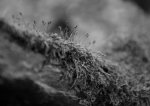 22.2.2012 - Think Nature_0062 - LOW BLOG.jpg