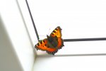 IMG_8888nÃ¶.JPG