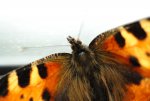 IMG_9001tp3.JPG