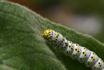 IMG_8696rau.JPG
