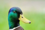 _DSC0231k.jpg