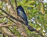Haarbuschdrongo.jpg