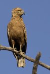Einfarb-Schlangenadler.jpg