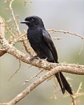 Samtdrongo.jpg