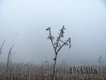 Flypic (1).jpg