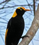 Samtgoldvogel.jpg