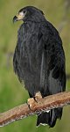 Einsiedleradler.jpg