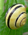 Hain-BÃ¤nderschnecke.jpg